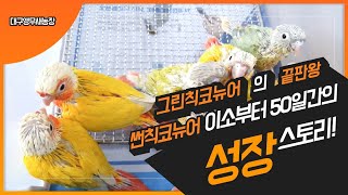 [대구앵무새농장]코뉴어앵무새(suncheekconure) 부화 후 50일간의 성장스토리