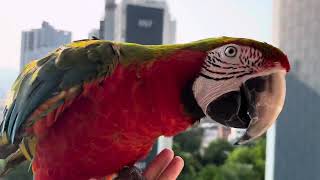 [루카의일상] 아침만되면 날고싶다 우는 할리퀸 마카우 …