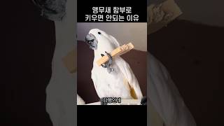 키우면 다크서클 생긴다는 코카투 앵무새의 본모습