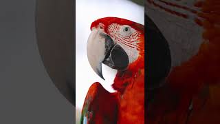Macaw Green wing #macaw #freeflight #parrot #birds #parakeet #shorts #youtubeshorts