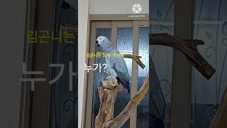 앵무새ㅡ순돌아  누가?