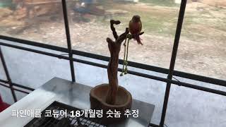 코뉴어 앵무새 (안녕 ,안녕하세요)