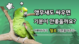 앵무새도 싸우면 기분이 안좋을까요? / 싸움후 억울한첼로 달래주기 / 새로운친구를 본 첼로반응