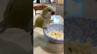 팝콘이 이렇게 맛있다고? 비비의 첫 시식! #퀘이커앵무…