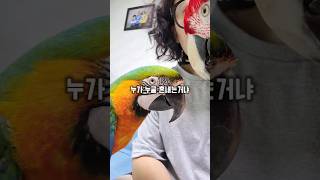 엄마한테 혼나고 있었는데 상황을 급반전 시키는 앵무새 …