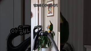 앵무새의 물구나무서기 #shorts #parrot #caique #앵무새 #카이큐