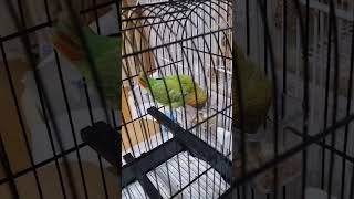 누가 업어가도 모름#모란앵무젤리