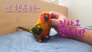 반려조(썬코뉴어 앵무새 보리)와의 교감, 서로로 인해 …