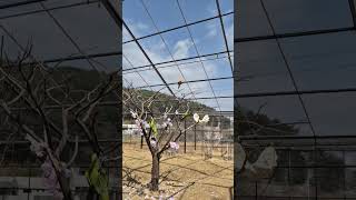 앵무의 불시착 #썬코 #썬코뉴어 #코뉴어 #비행 #착지…