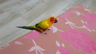 미운2살 노랑이의 반항