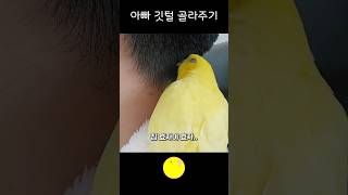 아빠는 앵무새 아니라서 괜찮은데