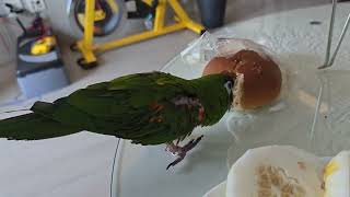 앵무새. 한스마카우. 2013년 출생. 13살. 남자. 빵 앙꼬 먹으며 맛있다고 한다. 맛있으니 복 받으라고 한다. 사랑스럽다.