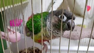 [앵무파파] 건과일을 물에 불려먹는 코뉴어들 [2018…