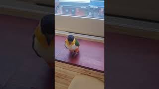 통통튀는 카이큐앵무새