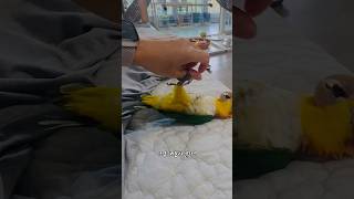 카이큐 앵무새랑 놀아주기!