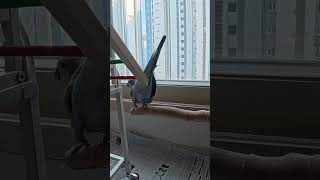 [퀘이커 앵무] 어쩌다 똥꼬쇼 | 카메라도무서워 #parrot #quakerparrot #겁쟁이 #까꿍이