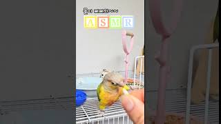 앵무새 씨먹방 asmr  나도 먹고 싶당 ㅎ #먹방 #…