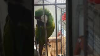 체스넛 마카우 빙고