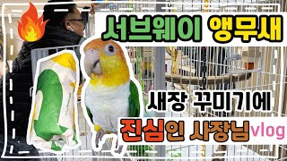 서브웨이 앵무새 카이큐 새장 꾸미기에 진심인 사장님
