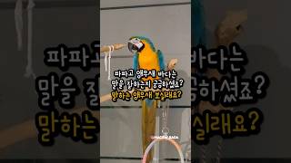 파파고앵무새는 말을 얼마나 잘할까? 말하는 앵무새 #앵…