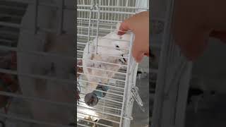 듀컵코카투 까꿍이..인사 소리 들어보실래용~