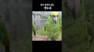 언어 응용력이 있는 앵무새 #아마존앵무새 #아랑사랑 #…