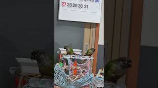 초롱 ♡연두 #평범한 일요일 #parrot #코뉴어 #…