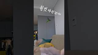 윙컷 따윈없다~! 순도리 부츄 #퀘이커앵무새 #순도리 …