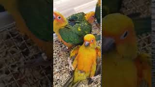 썬코뉴어 뒤집기