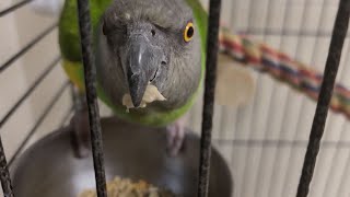 Hungry parrot