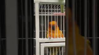 춤추는 썬코뉴어 앵무새