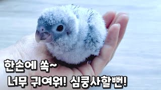 보송보송 아기 펭귄 닮은 아기 앵무새의 탄생! #말하는…