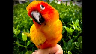 [코뉴어브로] [앵무새] 코뉴어들의 소나무 산책