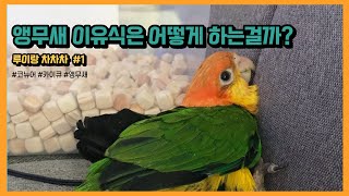[앵무새] 앵무새 이유식은 어떻…