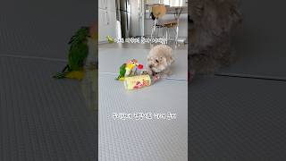 뚜껑물고 협상하러 온 앵무새 #강아지 #동물키우기 #반…