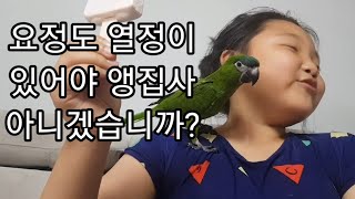 공서연.키우고 싶은 앵무새에 대한 아빠의 결단.2020.7.24.한스마카우.코뉴어