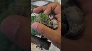 쟈딘앵무새 #shorts