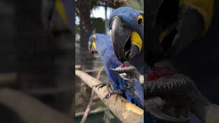 Blue Macaw Cuteness #hyacinthm…