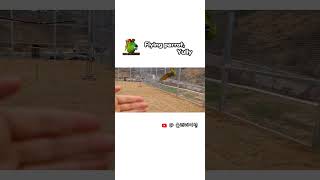 착지를 위한 하찮은 발꾸락질 한스마카우 자유비행