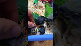 검은 머리 카이큐, 세네갈 앵무새예요. #birdslover #parrot #pets #birds #cute #animals #사계절앵무새 #앵무새성장 #앵무새분양