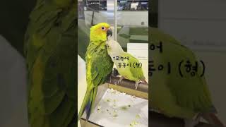 등치 큰 동생과 작은 형 최동동 / 썬코3개월, 코뉴어…