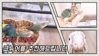애교많은 앵무새 코뉴어(conure)를 추천해드립니다.