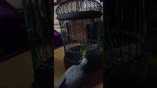 회색앵무새,노랑머리카이큐 혼내줌