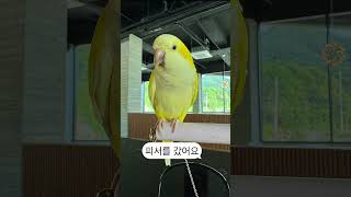 피서 #앵무새 #퀘이커 #parrot #애견동반카페#시원해 #birds