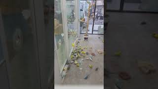 진영 앵무새 마을 다녀왔습니다 역시 홍금강 앵무새 청금강 앵무새 카페 입니다 1