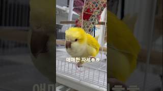 [하늘이]엄마 소리 따라해봐  @# 말하는 앵무새 #구독 