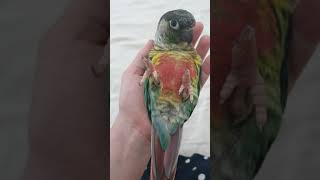 코뉴어 뒤집기 하고 맛난 해바라기씨 먹는 귀여운 모습^^샤론패럿