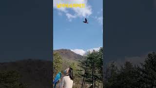 흡사 연같이나는 스칼렛마카우 #shorts