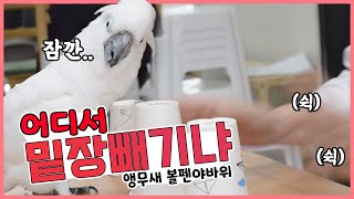 어디서.. 밑장빼기야?! 앵무새도 야바위를 한다!