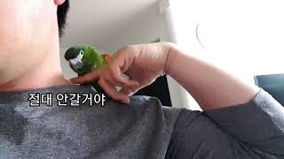 공서연(앵무새)반항하는 한스마카우.말대꾸.2020.11.16